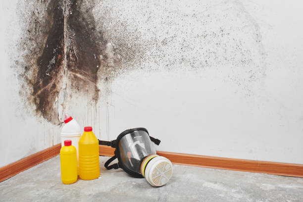 Best Emergency Mold Removal  in New Rockford, ND