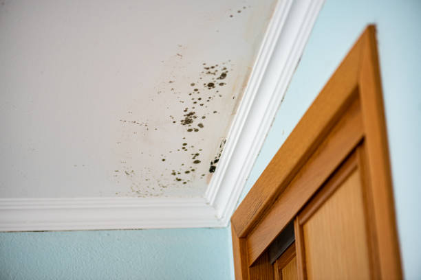 Best Affordable Mold Removal  in New Rockford, ND