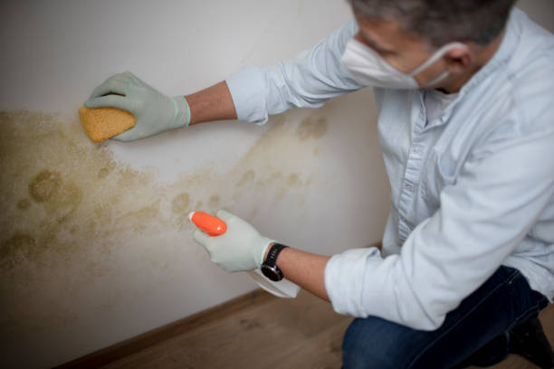Best Same-Day Mold Removal  in New Rockford, ND