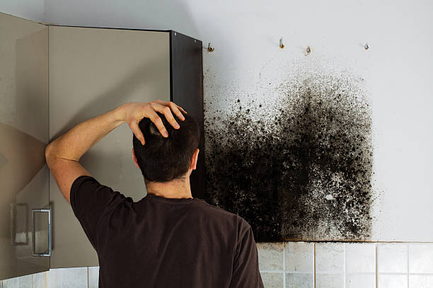 Best Black Mold Removal  in New Rockford, ND