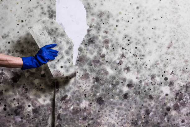 Attic Mold Removal in New Rockford, ND