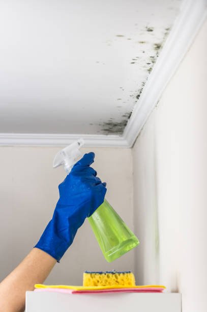 Mold Testing and Removal in New Rockford, ND