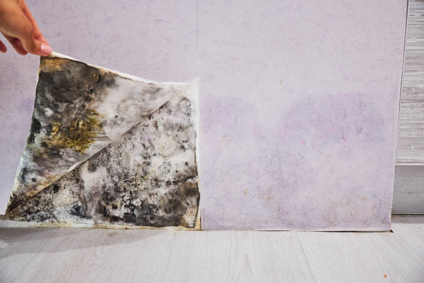 New Rockford, ND Mold Removal Company